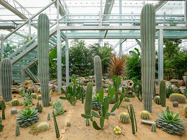 休閑農(nóng)業(yè)景觀溫室大棚